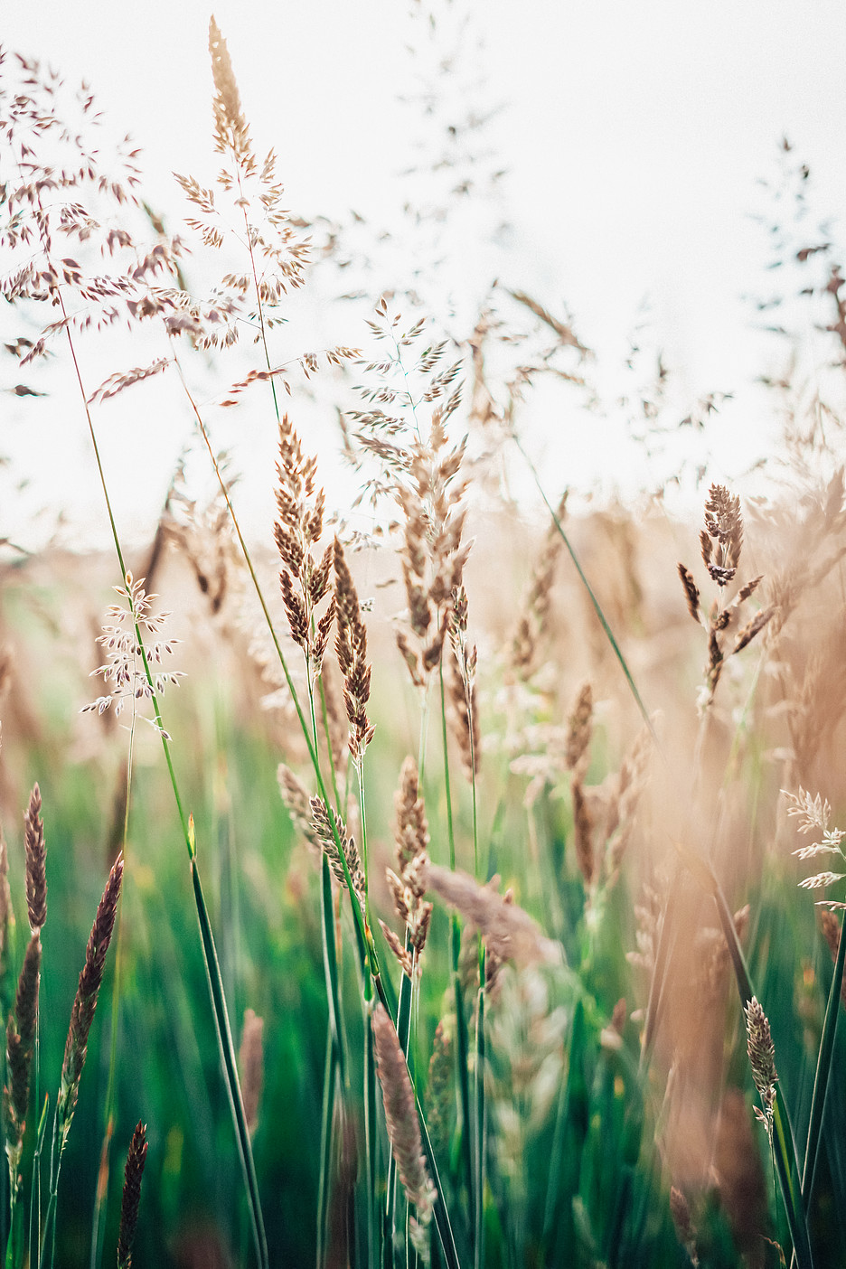 «Ce n’est pas en tirant dessus qu’on fera pousser l’herbe plus vite», écrit Robert Zaugg, professeur au Département des sciences du management de l’Université de Fribourg. Les personnes qui ne veulent pas se développer ne se développent en général pas.