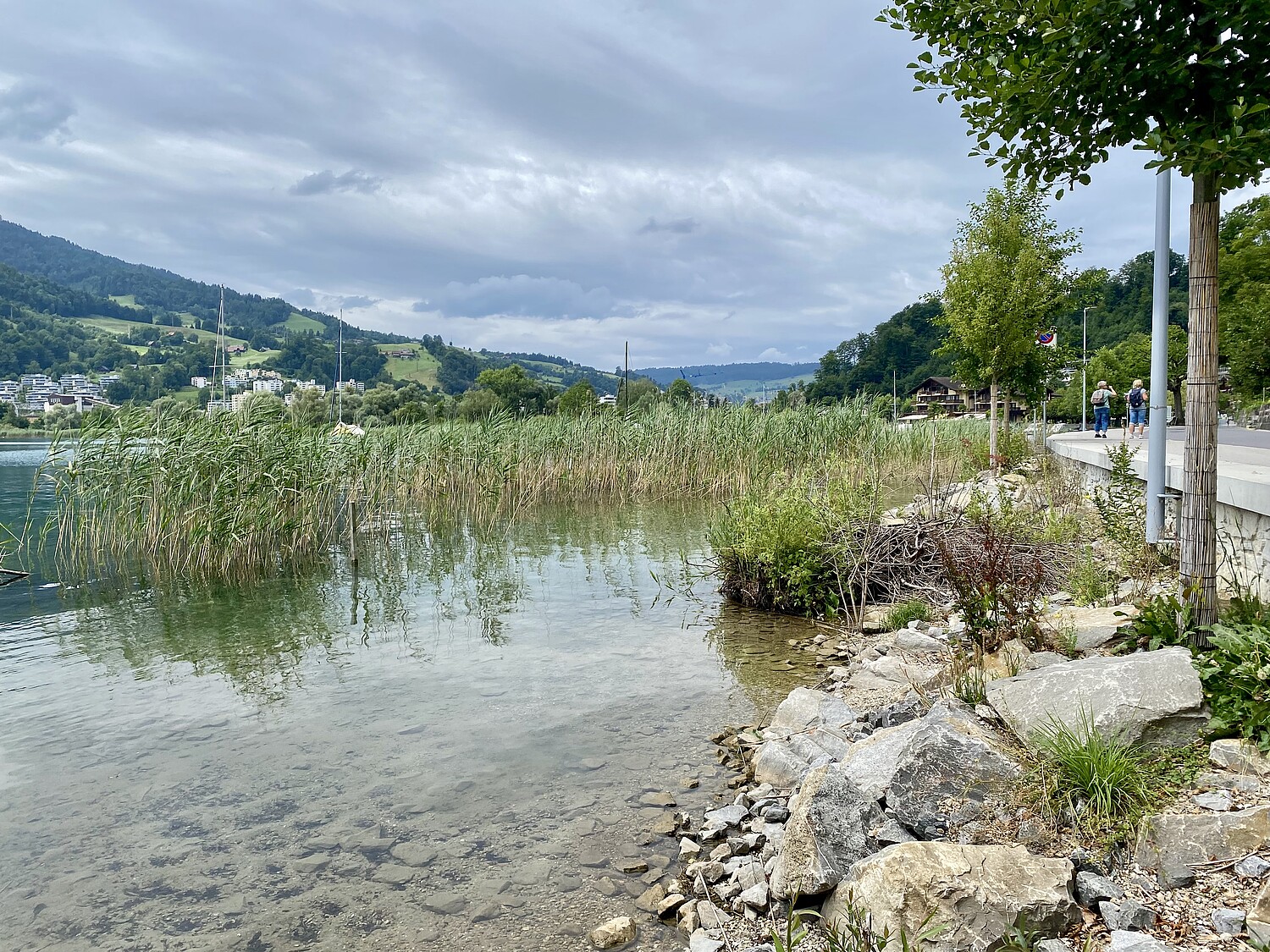 Les roseaux, les arbustes et les pierres offrent de nouveaux habitats.