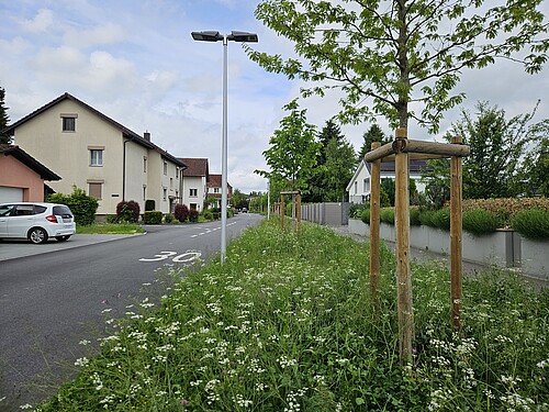 La nature s’épanouit sur l’Eisengrubenweg à Zofingue (AG).