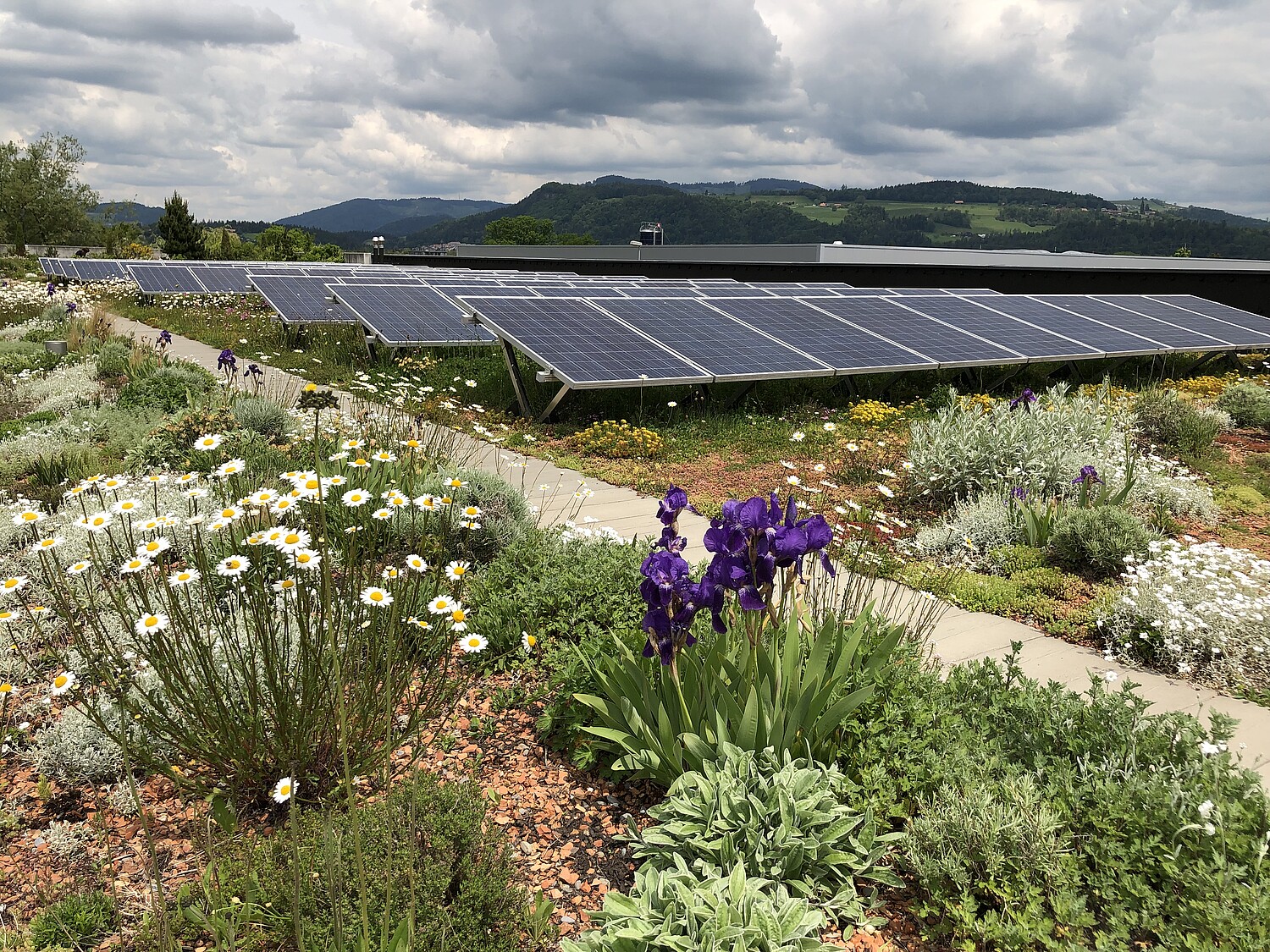 Les façades végétalisées contribuent à rafraîchir les bâtiments.