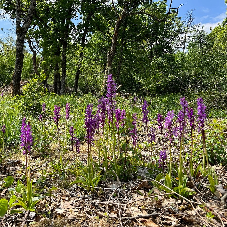 La revitalisation des lisières profite à L’Orchis mâle <em>(Orchis mascula),</em> qui retrouve sa place.