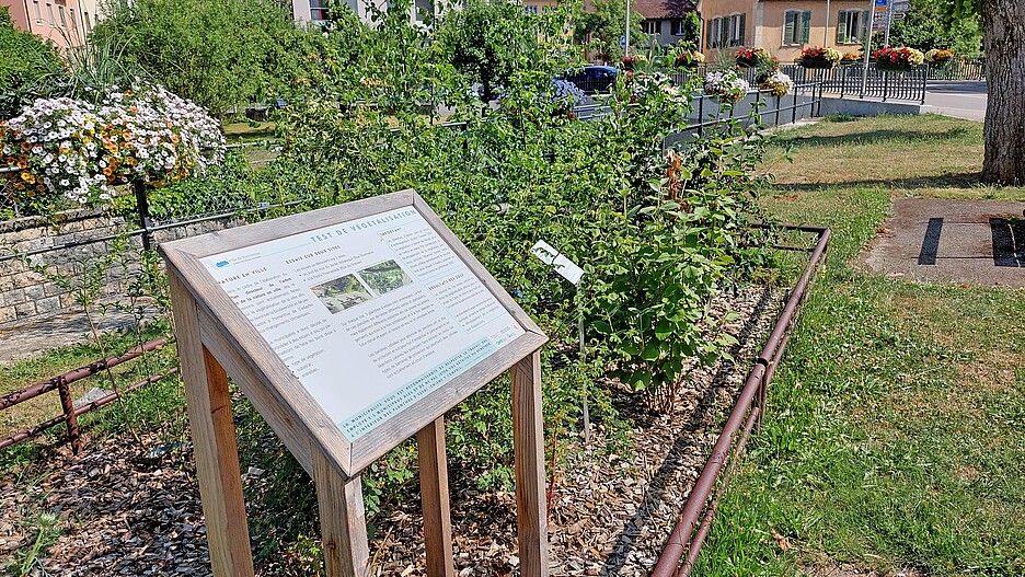 Tests de végétalisation au parc de la Petite Promenade et à la rue Thurmann, effectués dans le cadre du plan directeur Nature en ville.