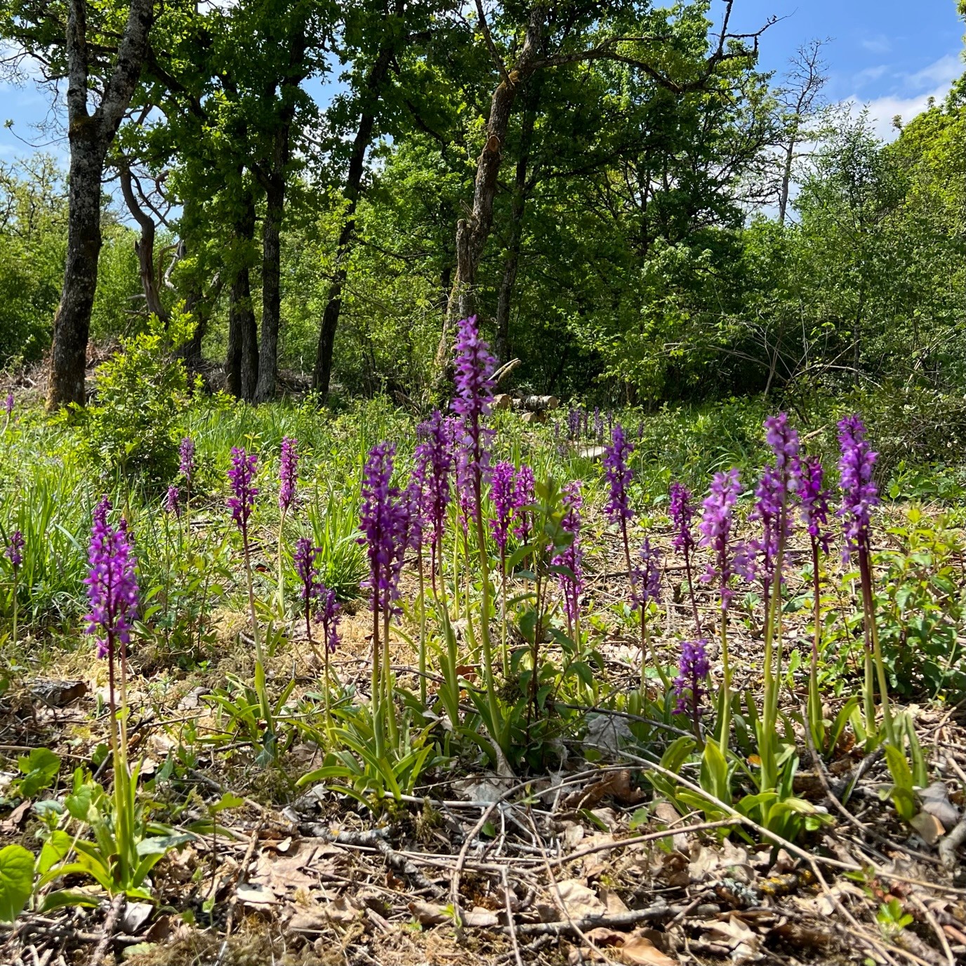 La revitalisation des lisières profite à L’Orchis mâle <em>(Orchis mascula),</em> qui retrouve sa place.